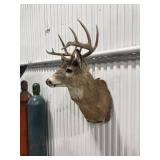 Taxidermy Deer Head Mount