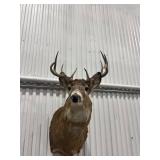 Taxidermy Deer Head Mount