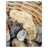 Basket of Cool Rocks, Fossils, and Unknown Specials