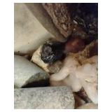 Basket of Cool Rocks, Fossils, and Unknown Specials