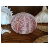 Lot of Beautiful, Large Seashells and Glass Dish of Tiny Seashells