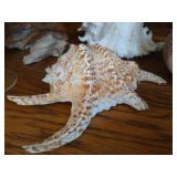 Lot of Beautiful, Large Seashells and Glass Dish of Tiny Seashells