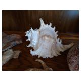 Lot of Beautiful, Large Seashells and Glass Dish of Tiny Seashells