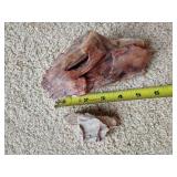 (2) Pieces of Petrified Wood