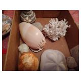 Lot of Seashells and Driftwood