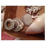 Lot of Seashells and Driftwood