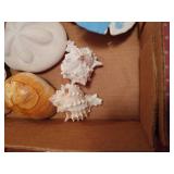 Lot of Seashells and Driftwood