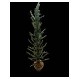 Conifer Tree - 36-Inch Tall - Potted Evergreen with Red Bud Tips