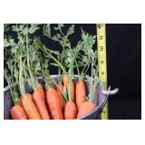 Galvanized Garden Tools Box - Seed Packet Bucket, Carrot Decor & Tiny Birdhouse Galvanized Garden Tools Box - Seed Packet Bucket, Carrot Decor & Tiny Birdhouse
