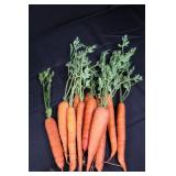 Galvanized Garden Tools Box - Seed Packet Bucket, Carrot Decor & Tiny Birdhouse Galvanized Garden Tools Box - Seed Packet Bucket, Carrot Decor & Tiny Birdhouse