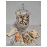 Seashell Assortment #1 Seashell Assortment #1