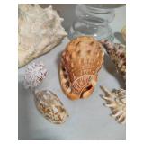 Seashell Assortment #1 Seashell Assortment #1