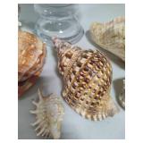 Seashell Assortment #1 Seashell Assortment #1