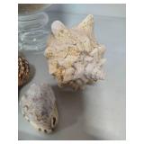 Seashell Assortment #1 Seashell Assortment #1