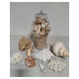 Seashell Assortment #2 Seashell Assortment #2