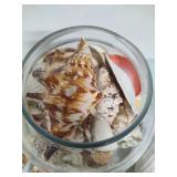 Seashell Assortment #2 Seashell Assortment #2