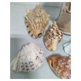 Seashell Assortment #2 Seashell Assortment #2