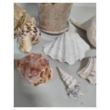Seashell Assortment #2 Seashell Assortment #2