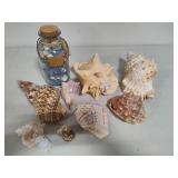 Seashell Assortment #3 Seashell Assortment #3