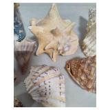 Seashell Assortment #3 Seashell Assortment #3