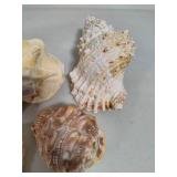 Seashell Assortment #3 Seashell Assortment #3