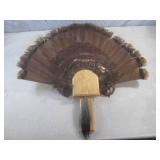 (FS) Turkey Tail Feather Fan and Be... (FS) Turkey Tail Feather Fan and Be...