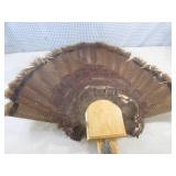 (FS) Turkey Tail Feather Fan and Be... (FS) Turkey Tail Feather Fan and Be...