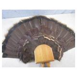 (FS) Turkey Tail Feather Fan and Be... (FS) Turkey Tail Feather Fan and Be...