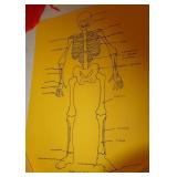 GymO- TWO Bone Puzzles