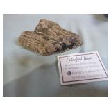 Piece of Petrified Wood Piece of Petrified Wood