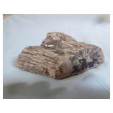 Piece of Petrified Wood Piece of Petrified Wood
