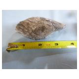 Piece of Petrified Wood Piece of Petrified Wood