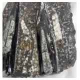 MA - Orthoceras Fossil Slab - Rock Specimen