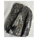 MA - Orthoceras Fossil Slab - Rock Specimen