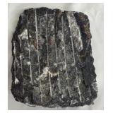 MA - Orthoceras Fossil Slab - Rock Specimen