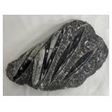 Orthoceras Fossil Slab