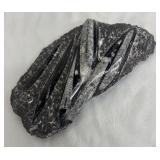 Orthoceras Fossil Slab