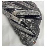 Orthoceras Fossil Slab