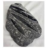 Orthoceras Fossil Slab