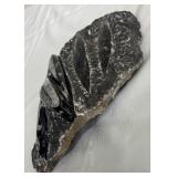 Orthoceras Fossil Slab