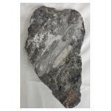 Orthoceras Fossil Slab