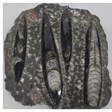 MP - Orthoceras Fossil in Marble Tower 9.25in Tall & Flat Marble Fossil 5.5x6.5in