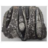 MP - Orthoceras Fossil in Marble Tower 9.25in Tall & Flat Marble Fossil 5.5x6.5in