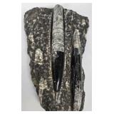 MP - Set of Four Orthoceras Fossil Specimens