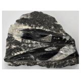 MP - Set of Four Orthoceras Fossil Specimens