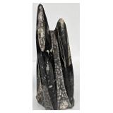 Marble Towers With Orthocerous Fossils