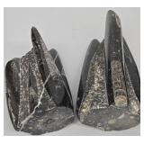 Marble Towers With Orthocerous Fossils
