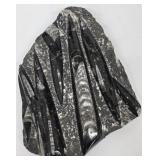 Orthocerus Fossil in Marble Slab - 8 x 10 in Display Piece