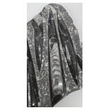 Orthocerus Fossil in Marble Slab - 8 x 10 in Display Piece