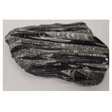 Orthocerus Fossil in Marble Slab - 8 x 10 in Display Piece